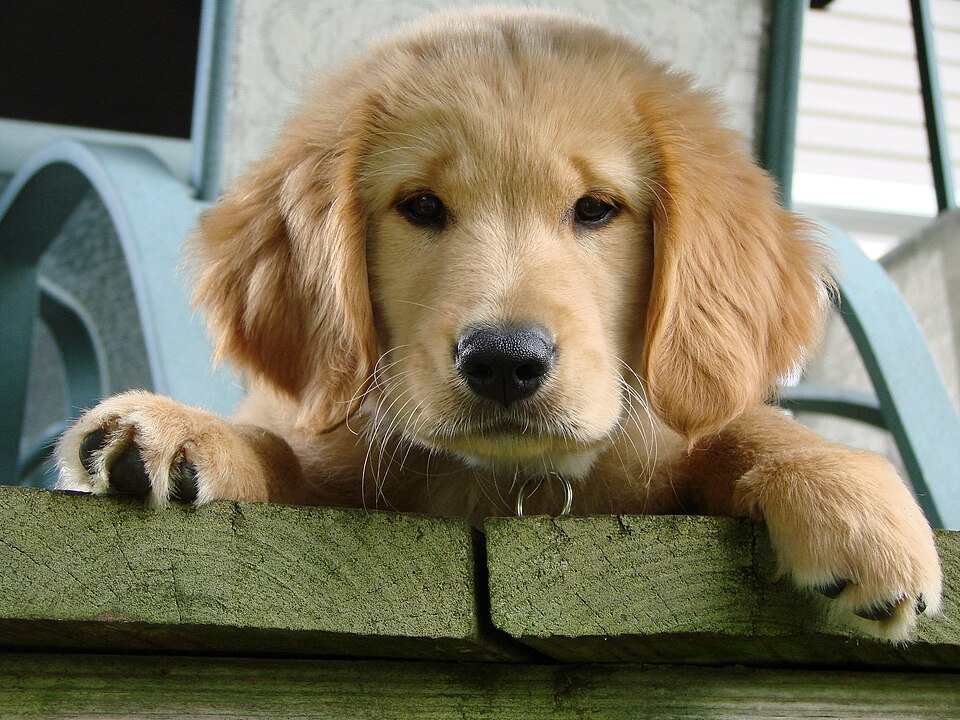 Chiot golden retriever