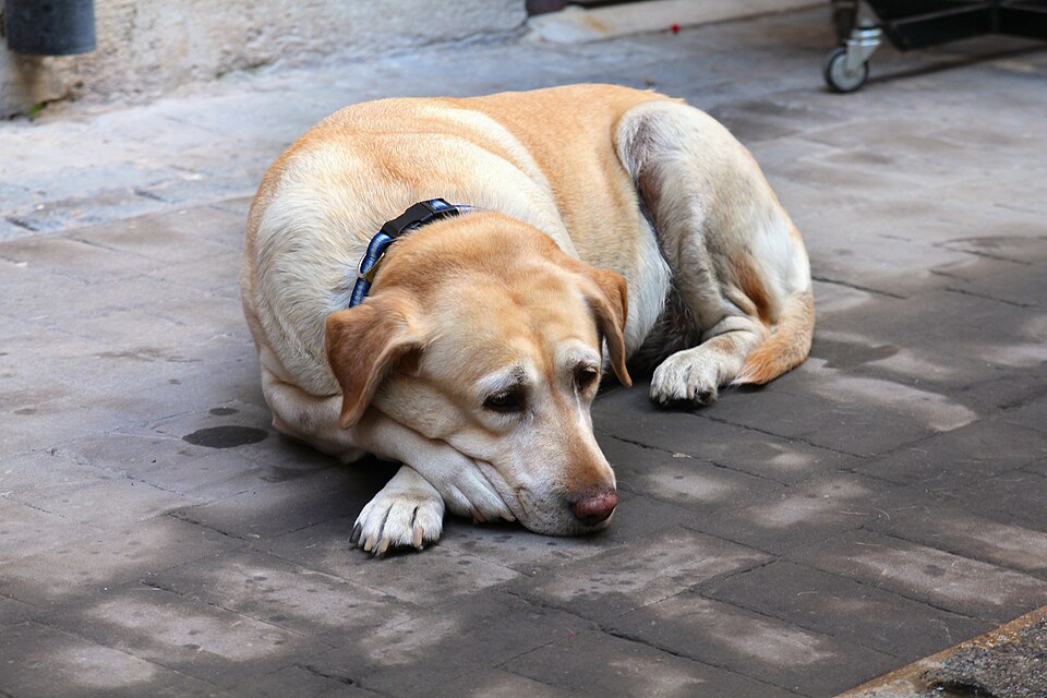 Labrador senior au repos