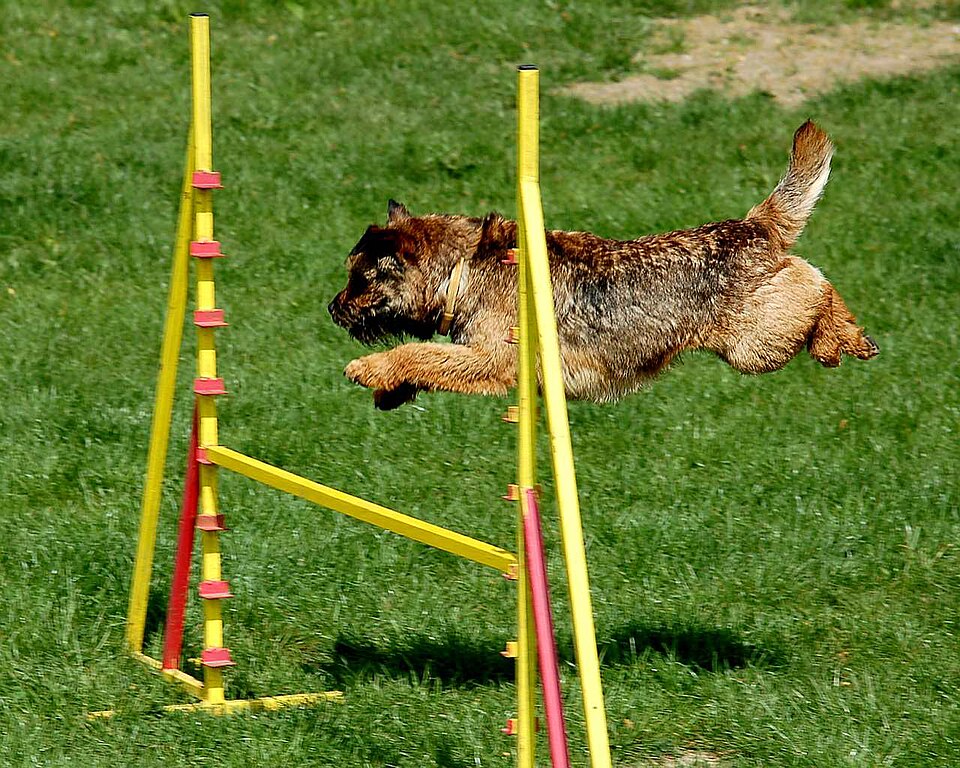 Chien franchissant un obstacle d'agility