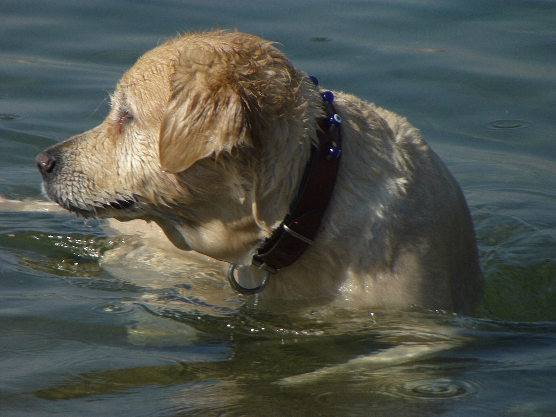 Chien nageant en eau libre