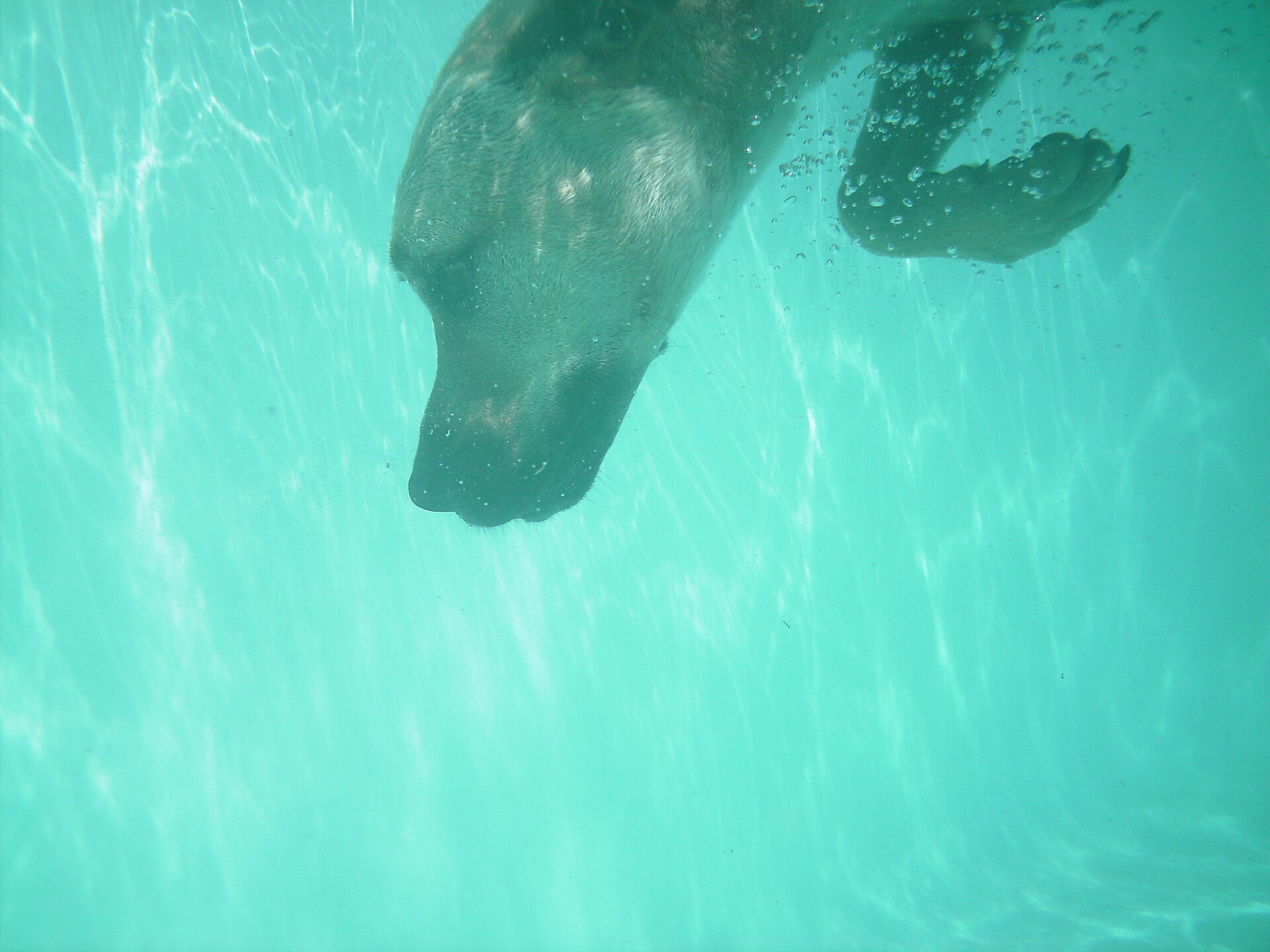 Chien découvrant la nage en piscine
