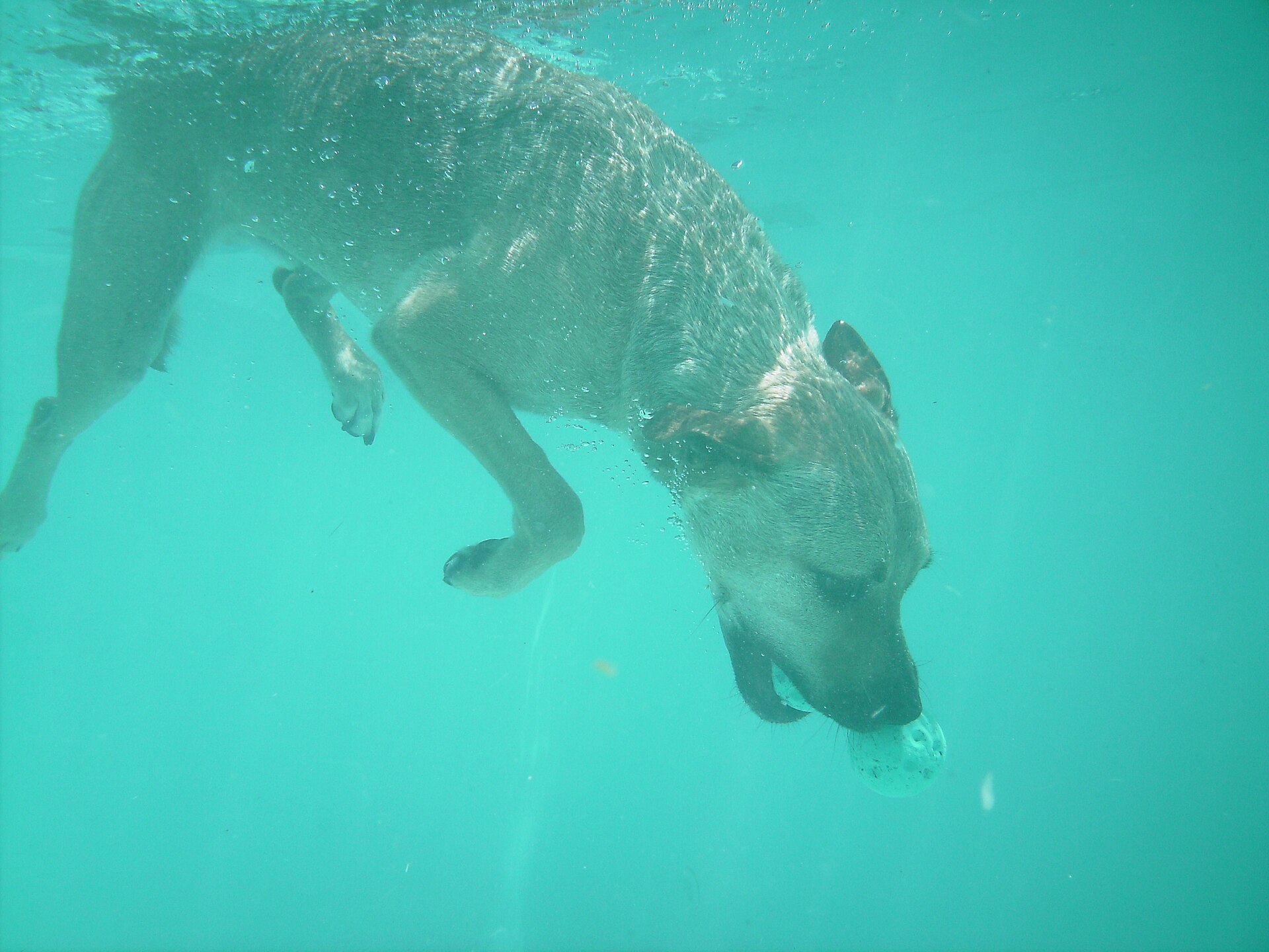 Chien plongeant en piscine turquoise