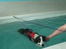 chien à la piscine