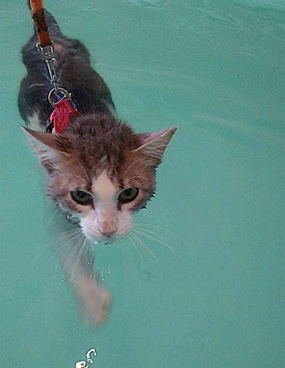 chat dans l'eau