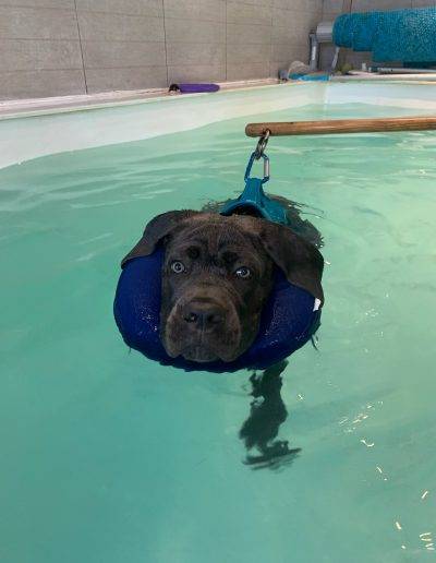 chien nageant dans l'eau