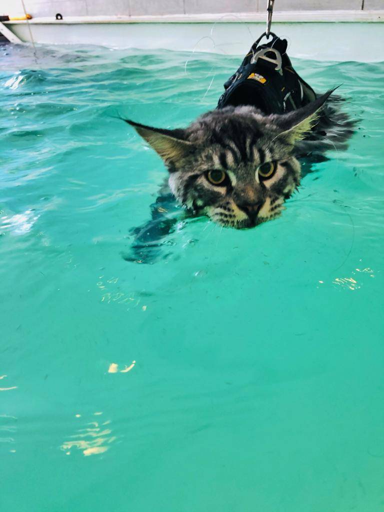 Chat dans l'eau