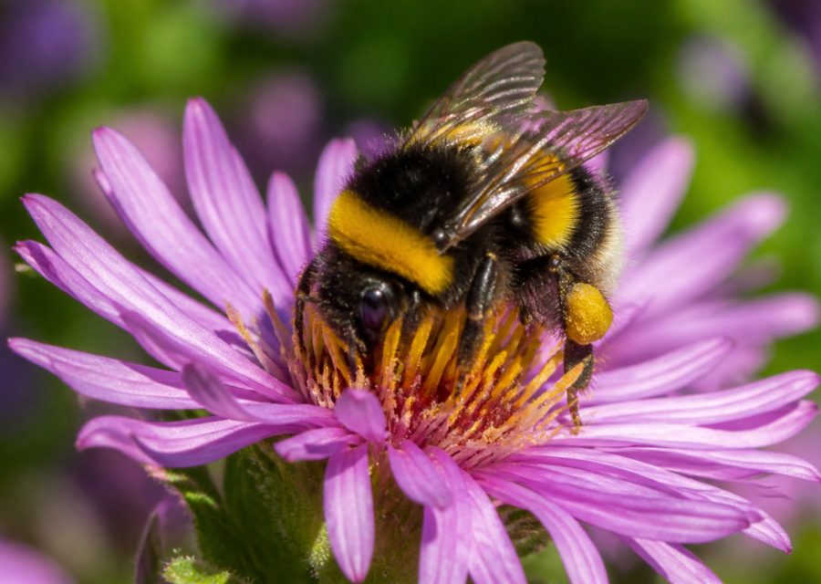 Identifier les bourdons : couleurs, bandes et distinctions