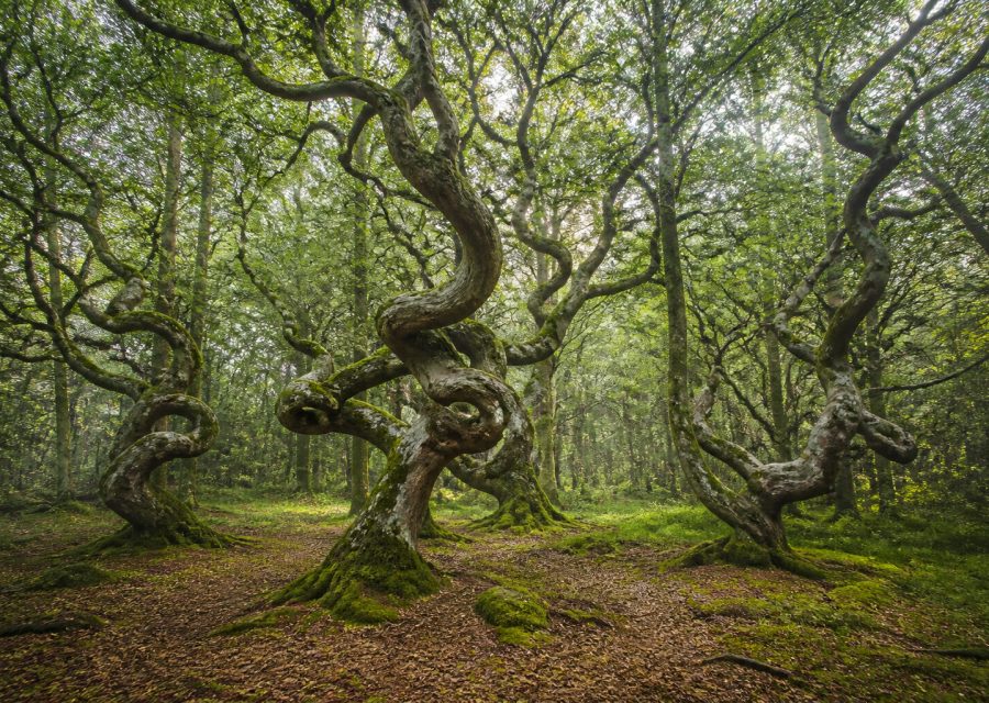 Les Faux de Verzy : mystère et science des arbres tortueux