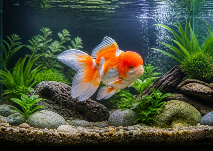 Poisson Tête de Lion : caractéristiques et entretien