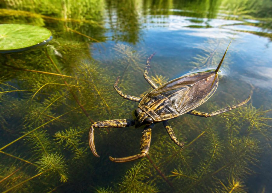 Punaise d’eau : identification et rôle écologique